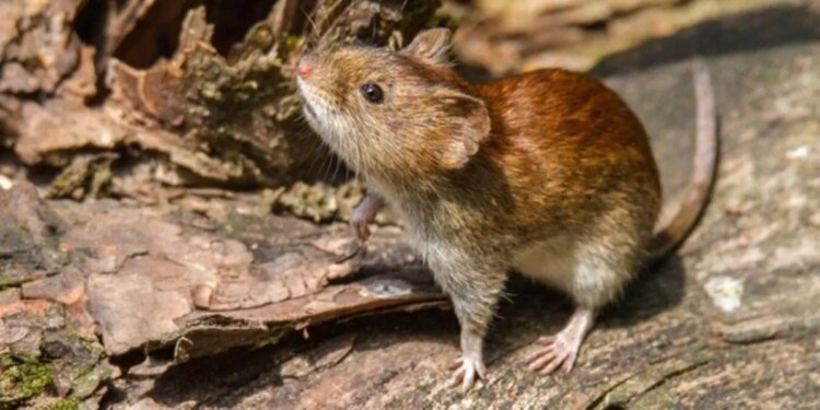 Alerta en la Provincia de Buenos Aires: medidas clave para prevenir el hantavirus