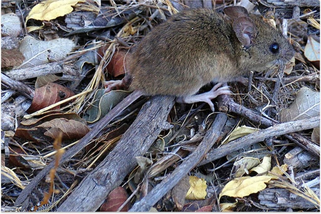 Aumentan los casos de hantavirus en la Provincia de Buenos Aires: Falleció una niña en Belgrano