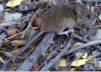 Aumentan los casos de hantavirus en la Provincia de Buenos Aires: Falleció una niña en Belgrano