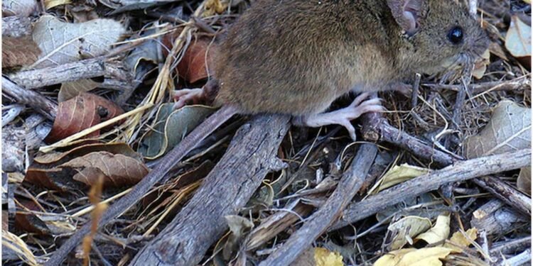 Aumentan los casos de hantavirus en la Provincia de Buenos Aires: Falleció una niña en Belgrano