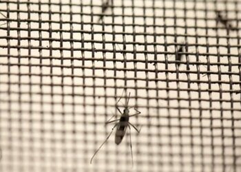 La Plata intensifica la campaña contra el dengue con entrega gratuita de repelentes