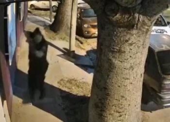 Tiroteo en San Martín: un policía muerto y dos heridos tras enfrentamiento durante operativo