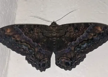 Alarma en la Provincia de Buenos Aires por las polillas negras que irritan la piel de los vecinos