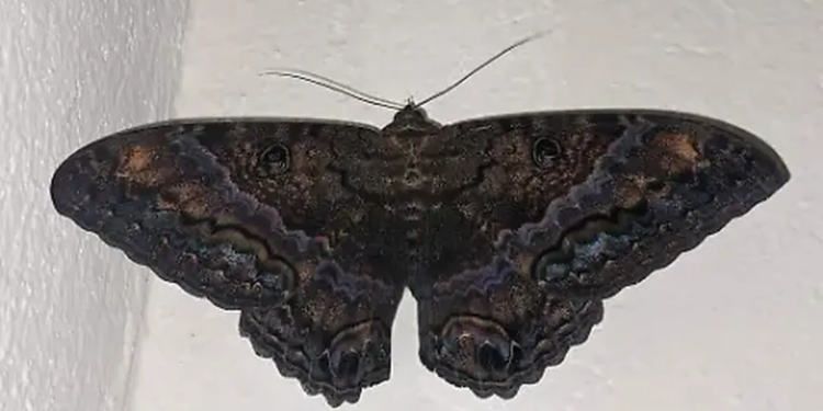 Alarma en la Provincia de Buenos Aires por las polillas negras que irritan la piel de los vecinos