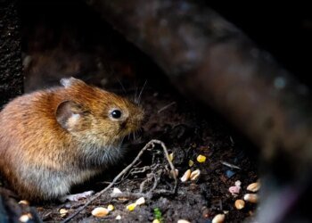 Piden al Ministerio de Salud datos sobre el hantavirus en La Plata y la Provincia de Buenos Aires