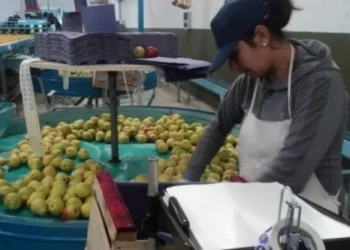 Soefrnyn y CAFI acuerdan aumento salarial para el empaque en la temporada 2026