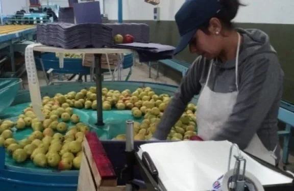 Soefrnyn y CAFI acuerdan aumento salarial para el empaque en la temporada 2026