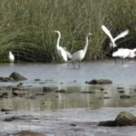 Detectan influenza aviar en aves silvestres de la Laguna La Salada Grande, Provincia de Buenos Aires