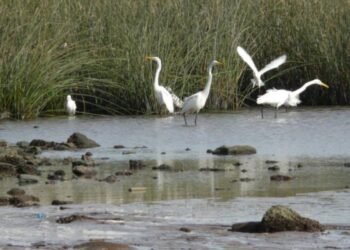 Detectan influenza aviar en aves silvestres de la Laguna La Salada Grande, Provincia de Buenos Aires