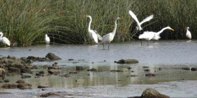 Detectan influenza aviar en aves silvestres de la Laguna La Salada Grande, Provincia de Buenos Aires