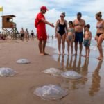 Aguas vivas y tapiocas invaden la Costa Bonaerense por el calentamiento del mar