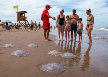 Aguas vivas y tapiocas invaden la Costa Bonaerense por el calentamiento del mar