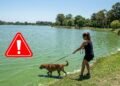 Cianobacterias en lagunas bonaerenses: alerta por riesgo potencial en perros y síntomas a vigilar