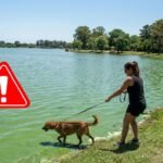 Cianobacterias en lagunas bonaerenses: alerta por riesgo potencial en perros y síntomas a vigilar