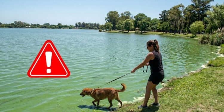 Cianobacterias en lagunas bonaerenses: alerta por riesgo potencial en perros y síntomas a vigilar