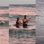 Turistas retuvieron a un pingüino en Monte Hermoso para sacarse fotos, desatando indignación