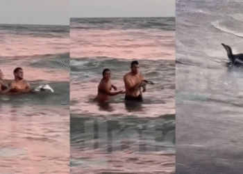 Turistas retuvieron a un pingüino en Monte Hermoso para sacarse fotos, desatando indignación