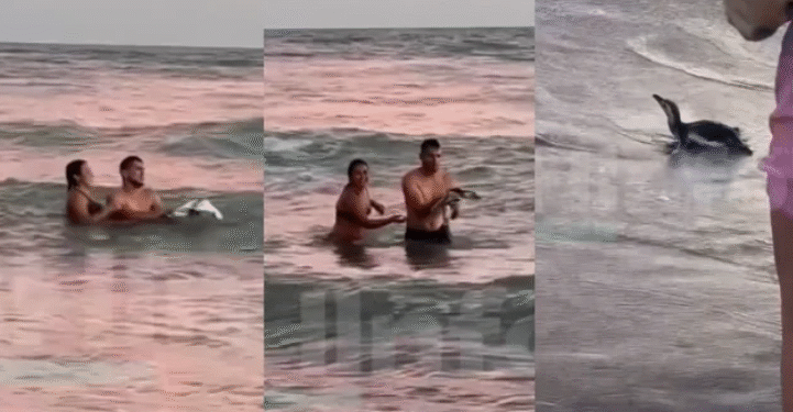 Turistas retuvieron a un pingüino en Monte Hermoso para sacarse fotos, desatando indignación