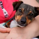 Castración y vacunación gratuita para mascotas: Cómo acceder en la Ciudad y la Provincia de Buenos Aires