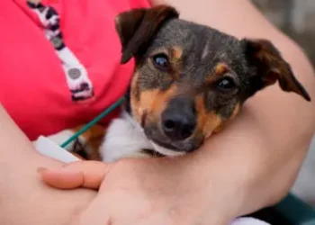Castración y vacunación gratuita para mascotas: Cómo acceder en la Ciudad y la Provincia de Buenos Aires