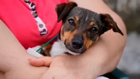 Castración y vacunación gratuita para mascotas: Cómo acceder en la Ciudad y la Provincia de Buenos Aires