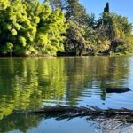 Actualizan mapa de cianobacterias: la región de Buenos Aires se mantiene sin alertas