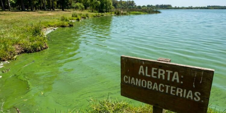 Alerta en la Provincia de Buenos Aires: mapa de lagunas y ríos afectados por cianobacterias