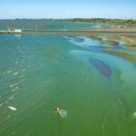Crecen las alertas por cianobacterias en lagunas de la Provincia de Buenos Aires