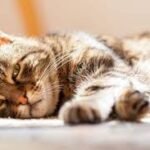 Día del Gato: El crecimiento felino en Argentina plantea nuevos desafíos para su cuidado