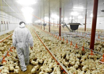 Detectan tercer brote de gripe aviar en la provincia de Buenos Aires y se activan protocolos sanitarios