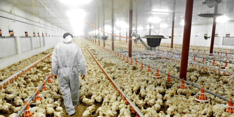 Detectan tercer brote de gripe aviar en la provincia de Buenos Aires y se activan protocolos sanitarios