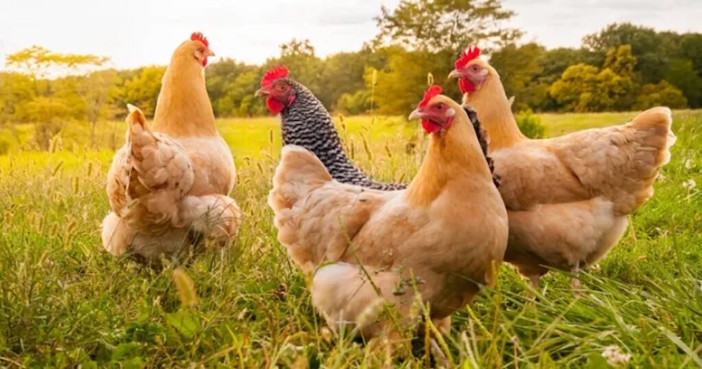 Influenza aviar: Senasa confirma brote en provincia de Buenos Aires y suspende exportaciones