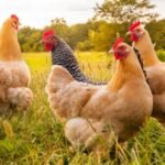 Influenza aviar: Senasa confirma brote en provincia de Buenos Aires y suspende exportaciones