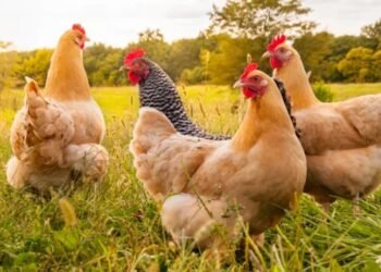 Influenza aviar: Senasa confirma brote en provincia de Buenos Aires y suspende exportaciones