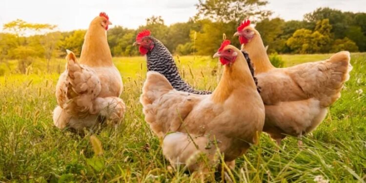 Influenza aviar: Senasa confirma brote en provincia de Buenos Aires y suspende exportaciones