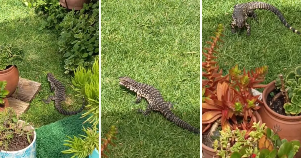Un lagarto overo elige una casa de La Plata como hogar y vuelve a diario a buscar comida
