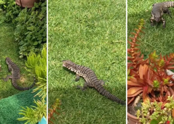 Un lagarto overo elige una casa de La Plata como hogar y vuelve a diario a buscar comida