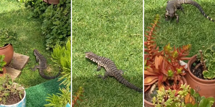 Un lagarto overo elige una casa de La Plata como hogar y vuelve a diario a buscar comida