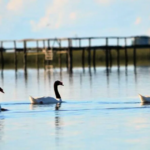 Confirman un caso de gripe aviar en aves en la laguna de General Madariaga