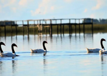 Confirman un caso de gripe aviar en aves en la laguna de General Madariaga