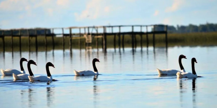Confirman un caso de gripe aviar en aves en la laguna de General Madariaga