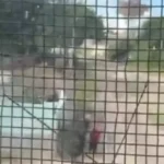 Héroe en acción: un policía salvó a un nene de 3 años de ser arrollado por un tren en Córdoba