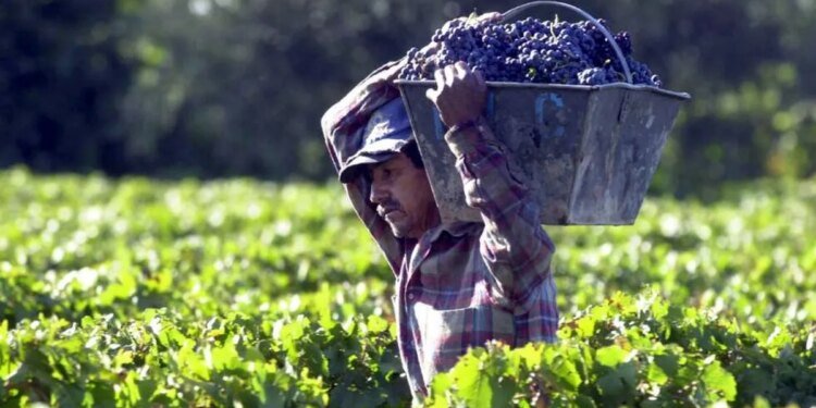 Foeva levanta paro y continúa la tensa negociación paritaria en el sector vitivinícola