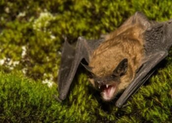 Alerta en Castelar: hallan murciélago con rabia y activan protocolo sanitario urgente