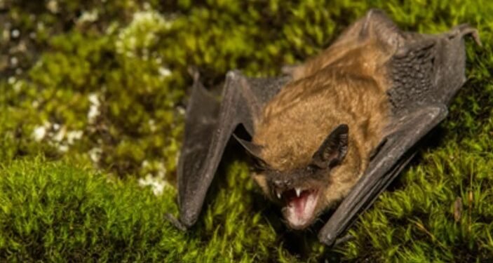 Alerta en Castelar: hallan murciélago con rabia y activan protocolo sanitario urgente