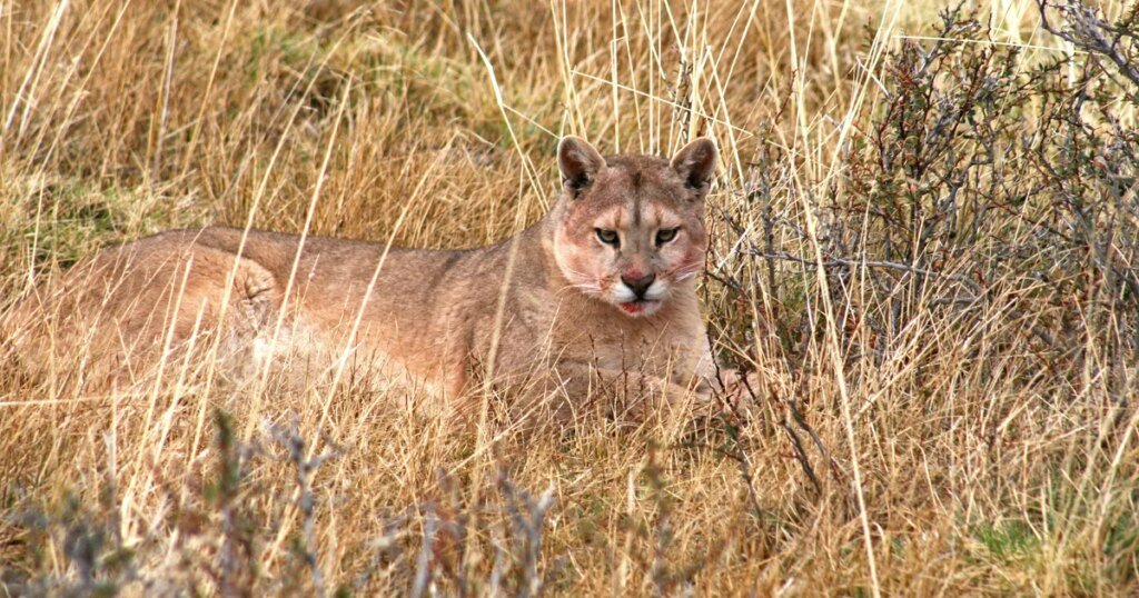 Un puma sorprende en barrio cerrado de Hudson y vecinos temen por su seguridad
