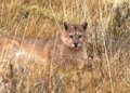 Un puma sorprende en barrio cerrado de Hudson y vecinos temen por su seguridad