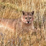 Un puma sorprende en barrio cerrado de Hudson y vecinos temen por su seguridad