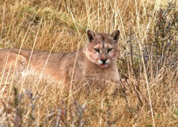 Un puma sorprende en barrio cerrado de Hudson y vecinos temen por su seguridad
