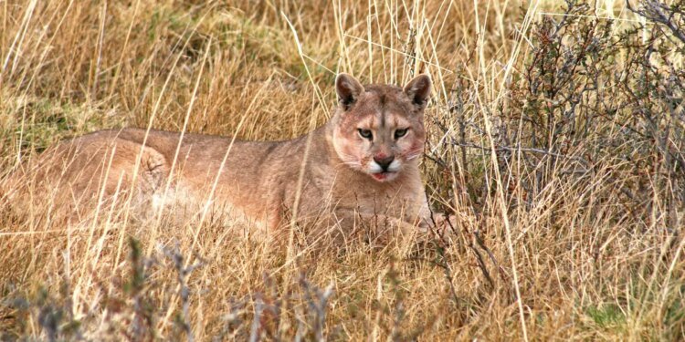 Un puma sorprende en barrio cerrado de Hudson y vecinos temen por su seguridad